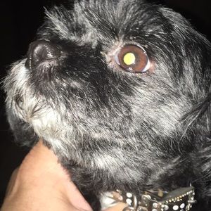 Meet your Posher, Randy